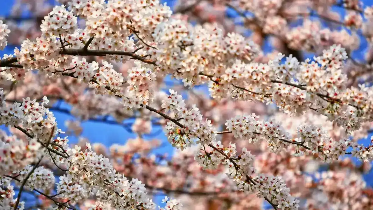 Japan’s Cherry Blossom Season: The Ultimate 2026 Travel Guide